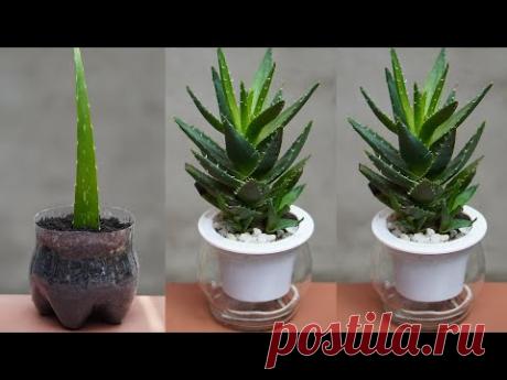 How To Grow Aloe Vera Plant With Effective Treatment At Home