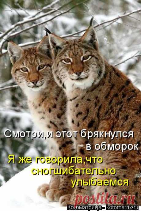 Котоматрица: Лучшие за март 2015