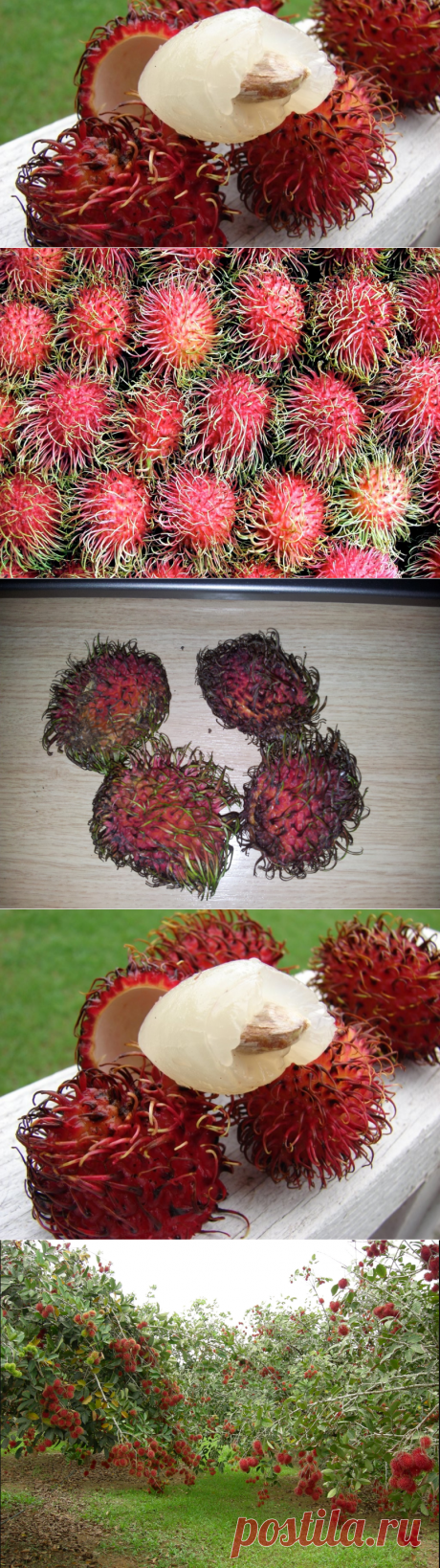 Что такое рамбутан описание фрукта как правильно есть