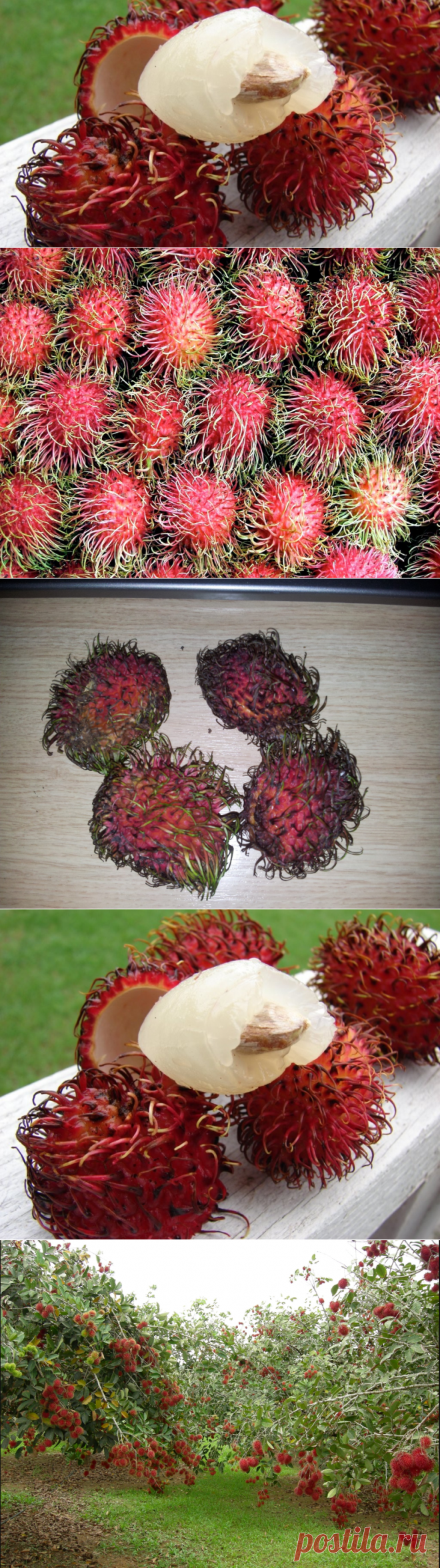 Что такое рамбутан описание фрукта как правильно есть