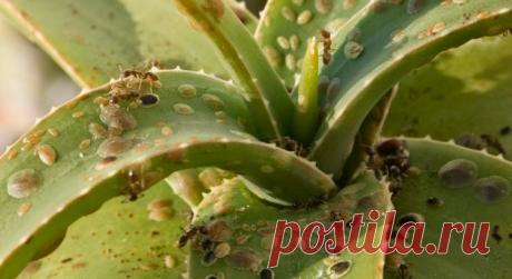 Как бороться с щитовкой на комнатных растениях: советы специалистов — Мир Растений