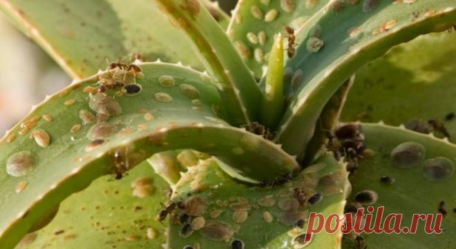 Как бороться с щитовкой на комнатных растениях: советы специалистов — Мир Растений