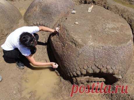 Tatu antigo do tamanho de um carro descoberto por fazendeiro na Argentina