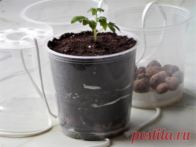 Зимняя томатотерапия: организовала фитильный полив для карликовых томатов. | Цветочная душа | Яндекс Дзен