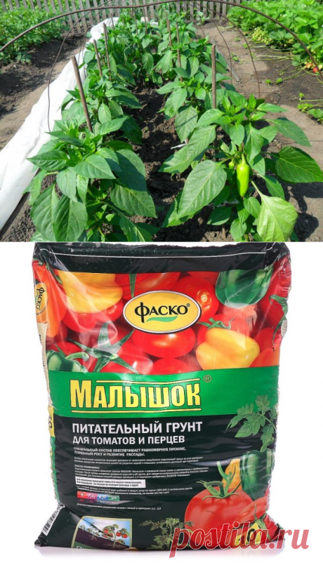 Посадка сладкого болгарского перца: посев на рассаду, уход и выращивание