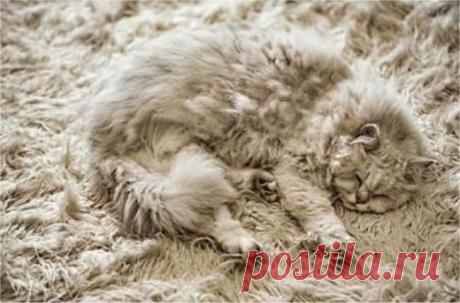 Слился с местностью