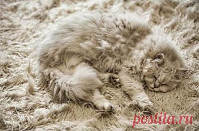 Слился с местностью