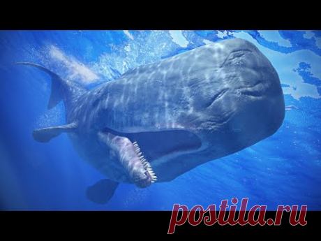КАШАЛОТ - самый крупный хищник планеты! Фридайвер мира животных и Любитель гигантских кальмаров!