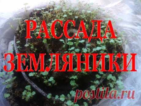 Выращивание ЗЕМЛЯНИКИ (КЛУБНИКИ) из семян ПИКИРОВКА рассадЫ - YouTube