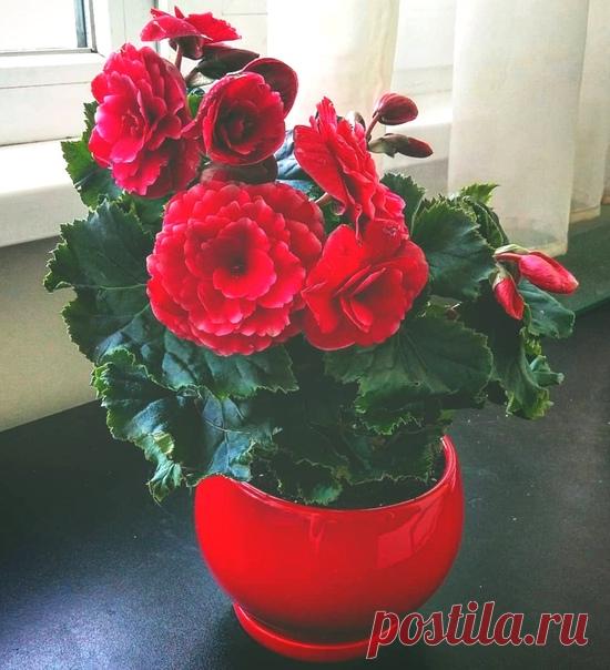 ВСЕГО СЕМЬ ПРИЕМОВ, ЧТОБЫ КОМНАТНЫЕ ЦВЕТЫ РОСЛИ КАК НА ДРОЖЖАХ Берем на заметку!
⠀
Вода — главная основа жизни всех растений. Для каждого вида растений полив должен быть индивидуален. Так же комнатные растения обязательно нужно подкармливать, если вы хотите красивого цветения и пышную листву.
⠀
Показать полностью...