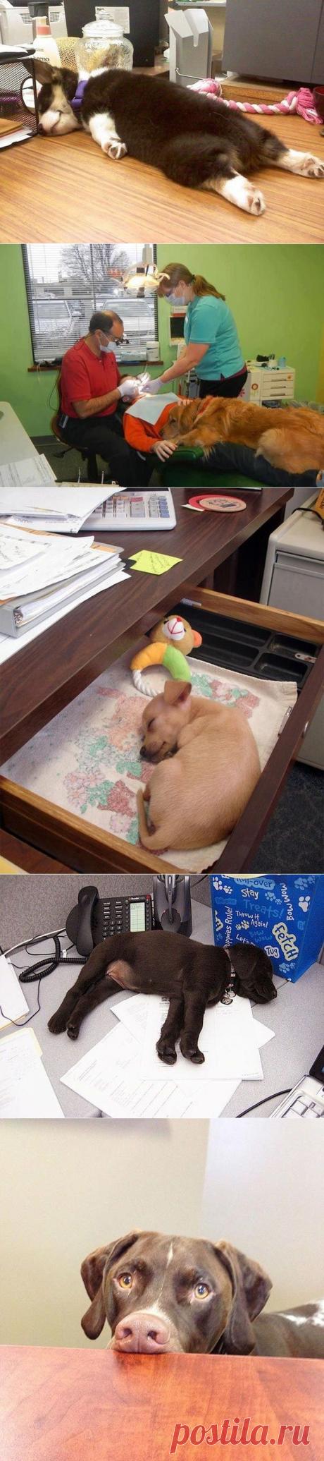 25 смешных собак, сфотографированных на рабочем месте своих владельцев