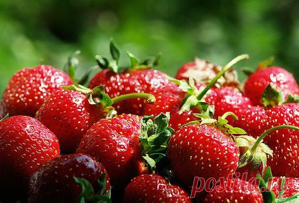 Подкормка кулубники дрожжами | Мамам, женщинам, бабушкам и очень любознательным.