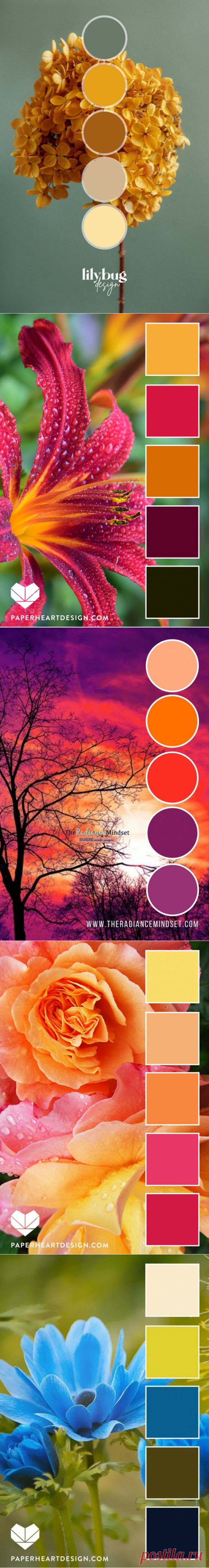 (529) Pinterest