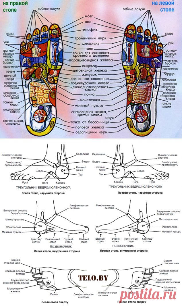 Проекции внутренних органов на стопе
