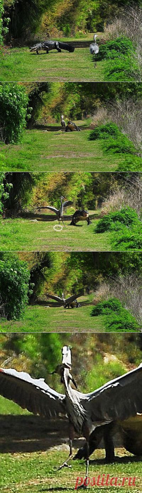 Наглая цапля украла детеныша крокодила | MirFactov &amp;#8212; всё самое интересное!