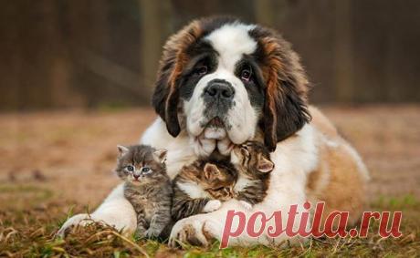 ЗАБОТЛИВЫЙ НЯНЬ