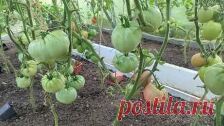 Столько лет не знала об этом! Удобрение для томатов и перца в августе, плоды будут быстро созревать и ломать ветки от количества. | Сад огород life | Дзен