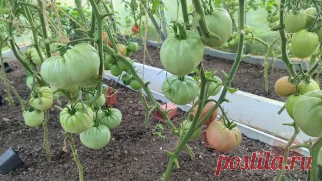 Столько лет не знала об этом! Удобрение для томатов и перца в августе, плоды будут быстро созревать и ломать ветки от количества. | Сад огород life | Дзен