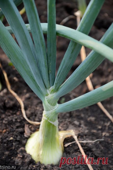 Как вырастить крупный лук. Мой личный опыт