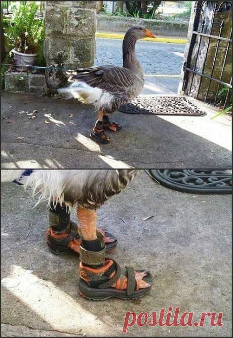 Сельский модник...