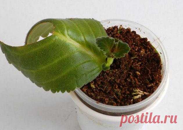 Размножение фиалки листом