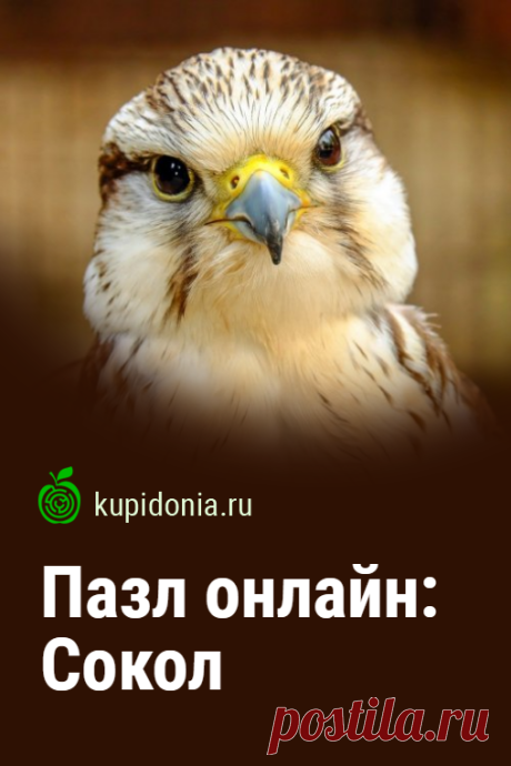 Пазл онлайн: Сокол. Пазл онлайн с красивой птицей. Собирай пазлы на сайте!