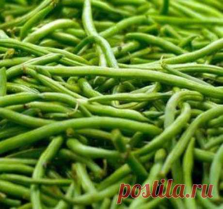 Выращивание фасоли: сорта, посадка и уход, семена
