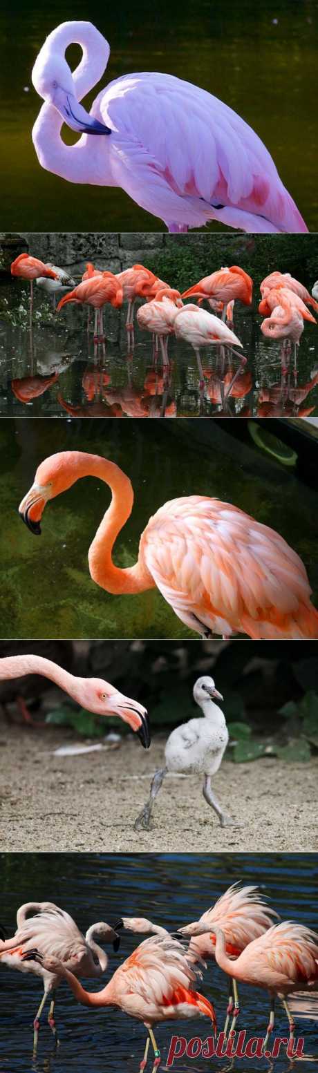 (+1) - В мире животных. Фламинго | НАУКА И ЖИЗНЬ