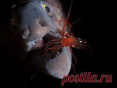 Мурена и симбиотическая креветка. Мурена позволяет креветке Lysmata grabhami чистить себе зубы