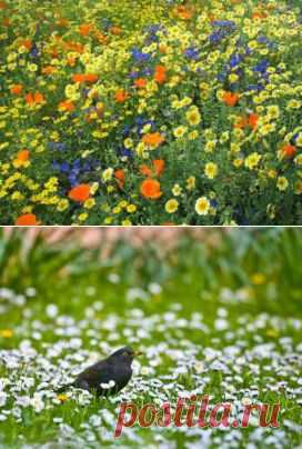 Цветущий газон | Для дачников.ру