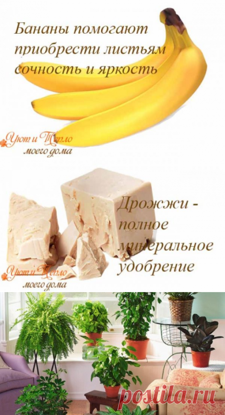 Простой секрет роскошного комнатного цветника