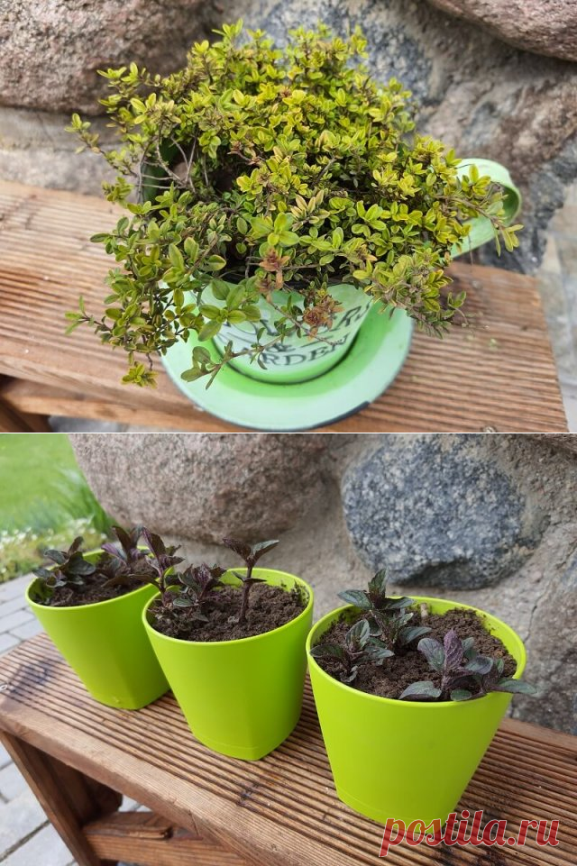 Сад на балконе: что посадить в июне | Личный опыт (Огород.ru)