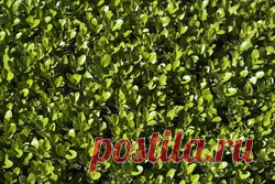 Самшит - вечно зеленый долгожитель - самшит, изгородь живая, вечнозеленый, кустарник,