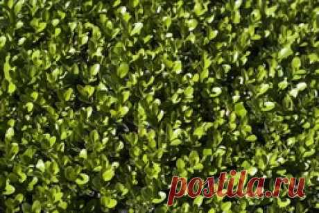 Самшит - вечно зеленый долгожитель - самшит, изгородь живая, вечнозеленый, кустарник,