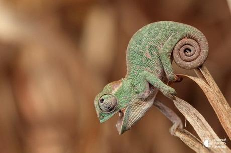Хамелеон - виртуоз маскировки Его глаза вращаются в разные стороны, у него длинный язык, он питается исключительно насекомыми. Суеверные аборигены до сих пор считают, что хамелеоны – это души умерших людей.Несмотря на внешнее спокойствие, хамелеон, как правило, всегда насторожен, его отличает почти заячья боязливость,...