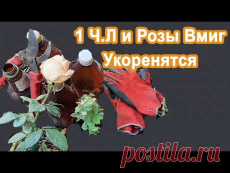 1 ч.л и Розы вмиг Укоренятся. Секреты черенкование и пересадка Осенью роз. Показываю наглядно.