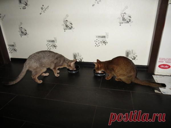Кормление кошек: натуральная диета