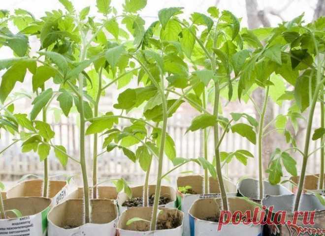 3 несвоевременных действия с рассадой томатов, которые приводят к её «вытягиванию» Томаты – это культура, которую в большинстве регионов России выращивают рассадным методом. Сами того не замечая, садоводы совершают действия, которые ведут к перерастанию саженцев.