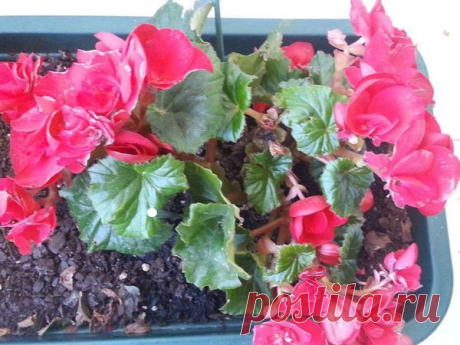 3 причины наготы: почему бегония осталась без листьев