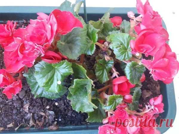 3 причины наготы: почему бегония осталась без листьев