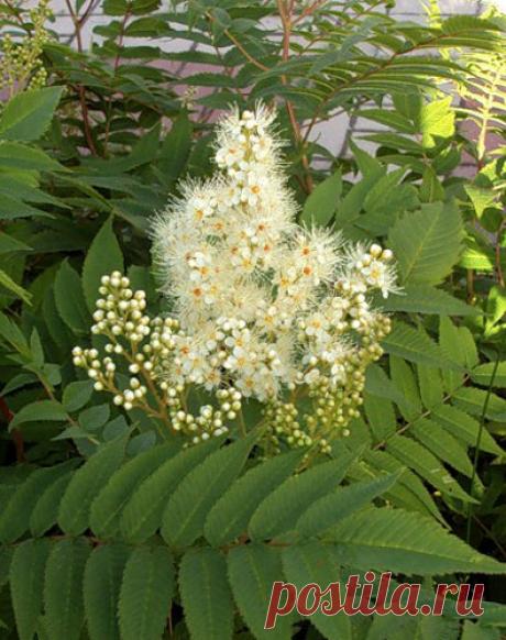 Красивый и неприхотливый цветущий кустарник — 6 соток