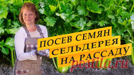 Посев семян сельдерея на рассаду. Как посеять сельдерей, когда сеять сельдерей на рассаду. Черешковый и корневой сельдерей – срои посева семян для Средней по...