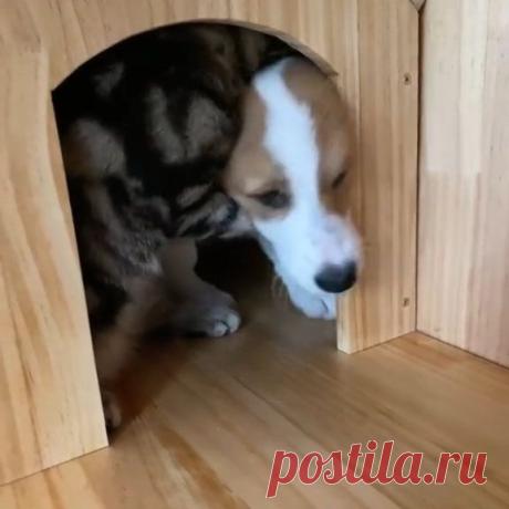 📽 from @十七个蹦蹦跳跳的蛋卷 - RD
😄😄😄😄😄 ~ double tap ❤❤
#sweetcatclub