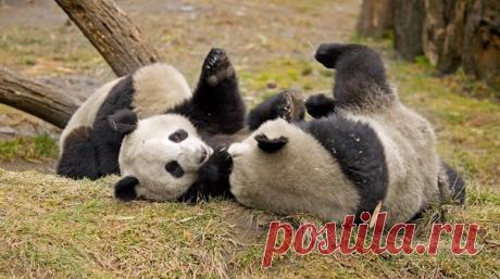 Истории любви из мира животных – в нашей подборке ко Дню святого Валентина: 1. Хорватские аисты. Невероятная история любви: bit.ly/2kFnMAB 2. Панды заключают браки по любви: bit.ly/2km0DH7 3. Любовь для синиц важнее еды: bit.ly/2kFxbrJ 4. Странная любовь Мистера Пи. Как павлин влюбился в бензонасос: bit.ly/2kO0Txg 5. Бонобо выбирают любовь, а не войну: bit.ly/2kNTLRI