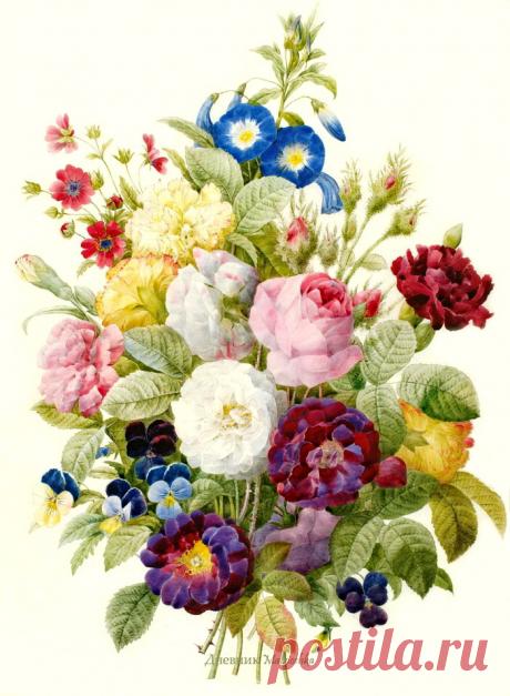 Ботанические иллюстрации.Pierre-Joseph Redouté.