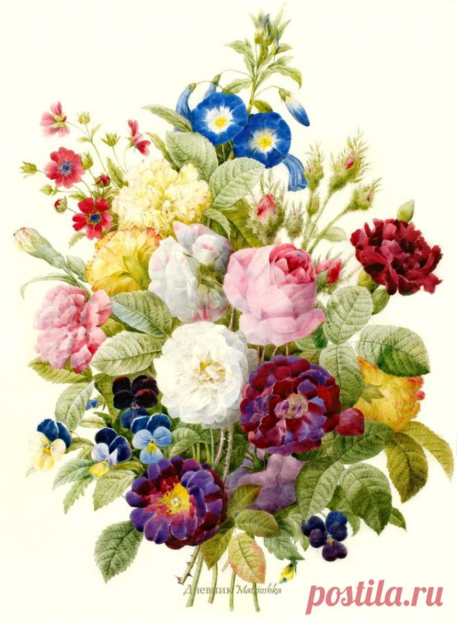 Ботанические иллюстрации.Pierre-Joseph Redouté.