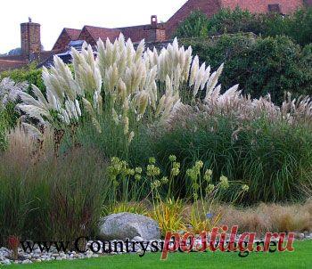 ДЕКОРАТИВНЫЕ ЗЛАКИ И ТРАВЫ. | Самоцветик (нашла Людмила Взятышева)