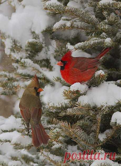 Devoted | I love Cardinals