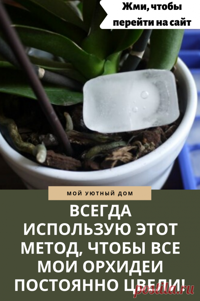 Метод чтобы орхидеи постоянно цвели