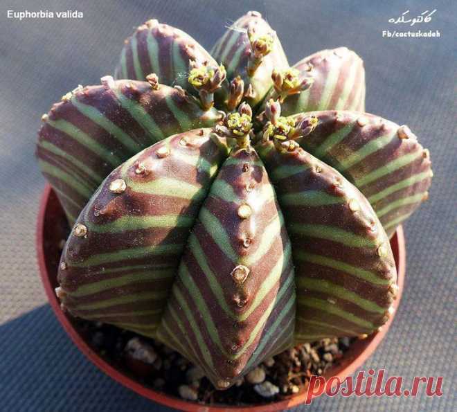 Зебра-кактус - Euphorbia Valida.